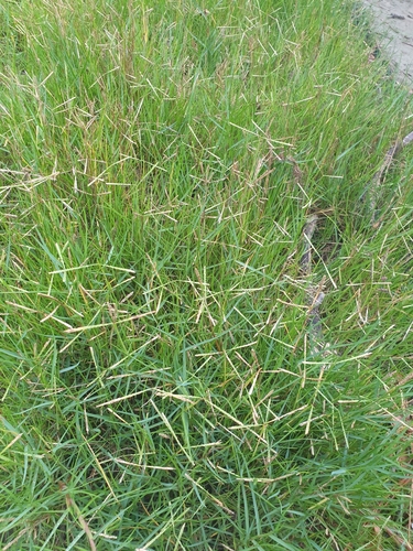 Paspalum vaginatum iNat (3)