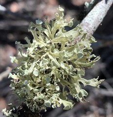 Ramalina glaucescens