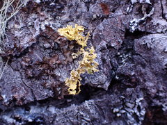 Vulpicida canadensis