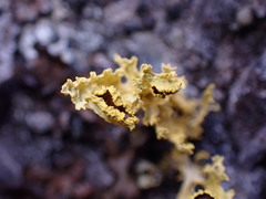 Vulpicida canadensis