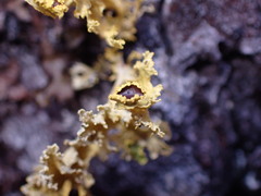 Vulpicida canadensis