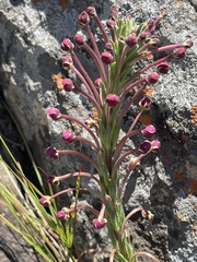 Zaluzianskya elongata