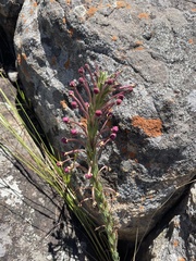 Zaluzianskya elongata