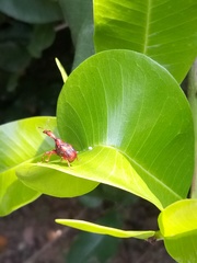 Apoderina