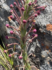 Zaluzianskya elongata