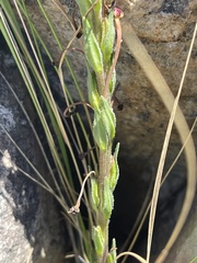 Zaluzianskya elongata