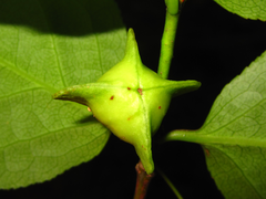 Euonymus macropterus