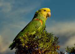 Yellow-Headed Amazon photo 4