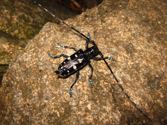 Anoplophora glabripennis