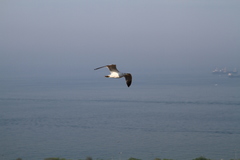 Larus