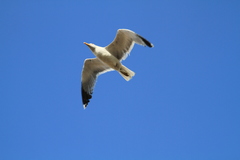 Larus