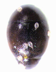 Acritus nigricornis