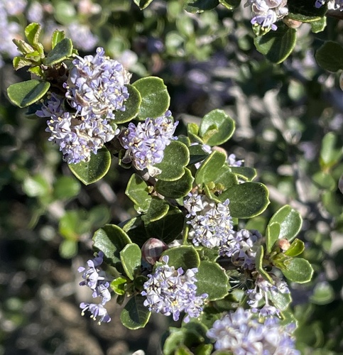 Snowball Ceanothus