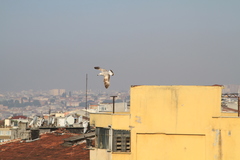 Larus