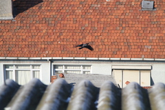 Corvus cornix
