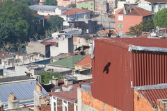 Corvus cornix