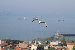 Larus