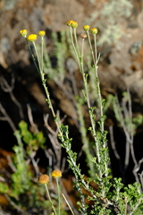 Pentzia quinquefida