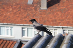 Corvus cornix