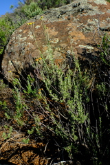 Pentzia quinquefida