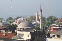 Larus michahellis