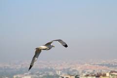Larus michahellis