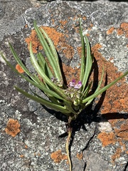 Polygala albida