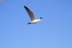 Larus