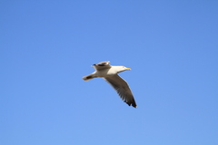 Larus
