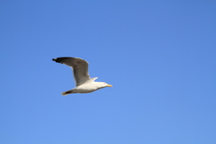 Larus