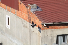 Corvus cornix