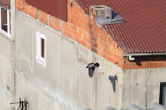 Corvus cornix