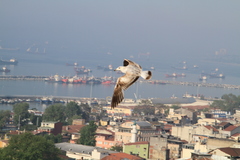 Larus