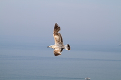 Larus