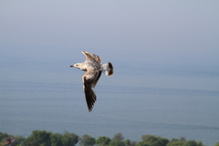 Larus