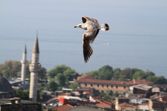 Larus