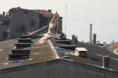 Larus