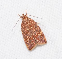 Syringoseca rhodoxantha