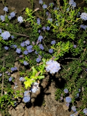 Ceanothus dentatus