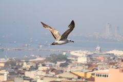Larus