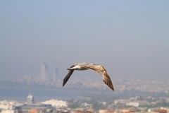 Larus