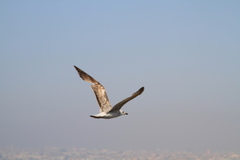 Larus