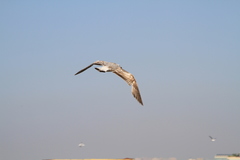 Larus