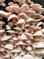 Pleurotus djamor
