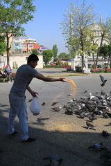 Columba livia domestica