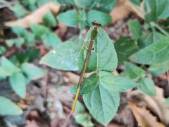 Ceriagrion coromandelianum