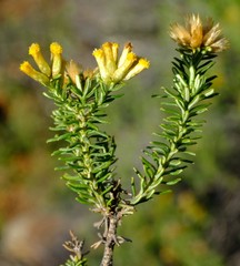 Helichrysum hamulosum