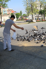 Columba livia domestica