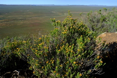 Helichrysum hamulosum