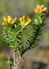 Helichrysum hamulosum
